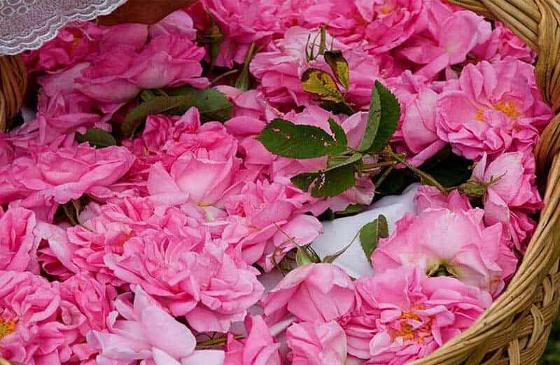 تصویر 2 از گل محمدی کم پر با شکوفه های ظریف و عطر طبیعی مناطق بکر