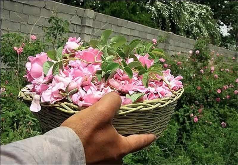 تصویر 4 از گل محمدی کم پر با شکوفه های ظریف و عطر طبیعی مناطق بکر
