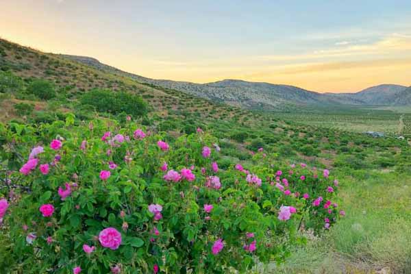 تصویر 4 از گل محمدی صادراتی با کیفیت بالا و عطر طبیعی ممتاز