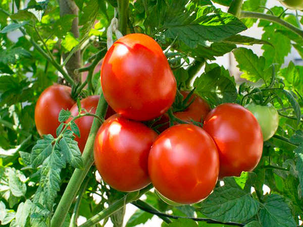 تصویر 4 از گوجه‌ فرنگی گلخانه ای با طعم طبیعی و کیفیت پایدار