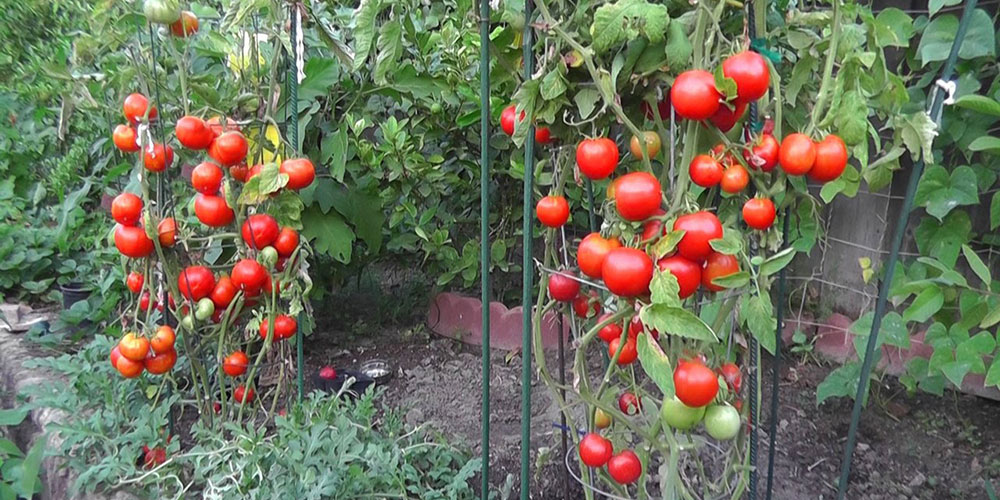 تصویر 4 از گوجه‌ فرنگی آلیکانته سالم و تازه‌ چین با کیفیت تضمینی