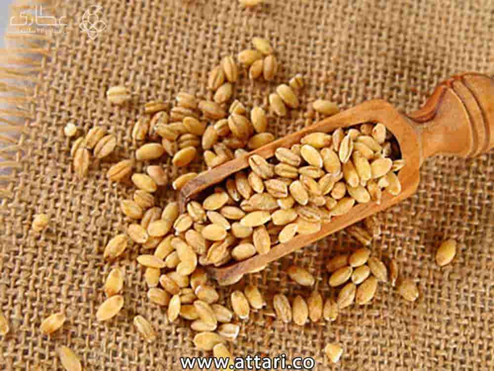 قیمت جو پرک