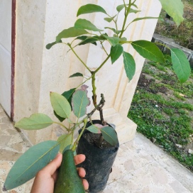 تصویر 3 از قیمت نهال آووکادو + خرید مستقیم از نهالستان معتبر با ضمانت رشد