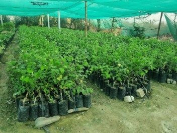تصویر 1 از فروش نهال کنار بدون هسته + پربار زودبازده مناسب کشت تجاری