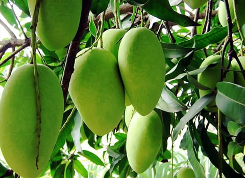 تصویر 5 از انبه سبز پاکستانی با طعم ترش و بافت ترد