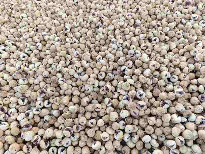 تصویر 5 از خرید عمده انجیر خشک زرد + کیفیت صادراتی و سورت بندی حرفه ای