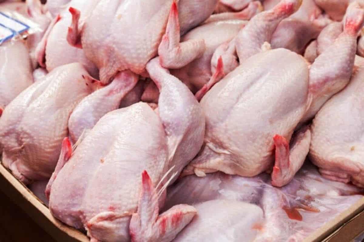تصویر 1 از مرغ کامل و تازه جهان زرین فارس با تاریخ مصرف معتبر و شفاف