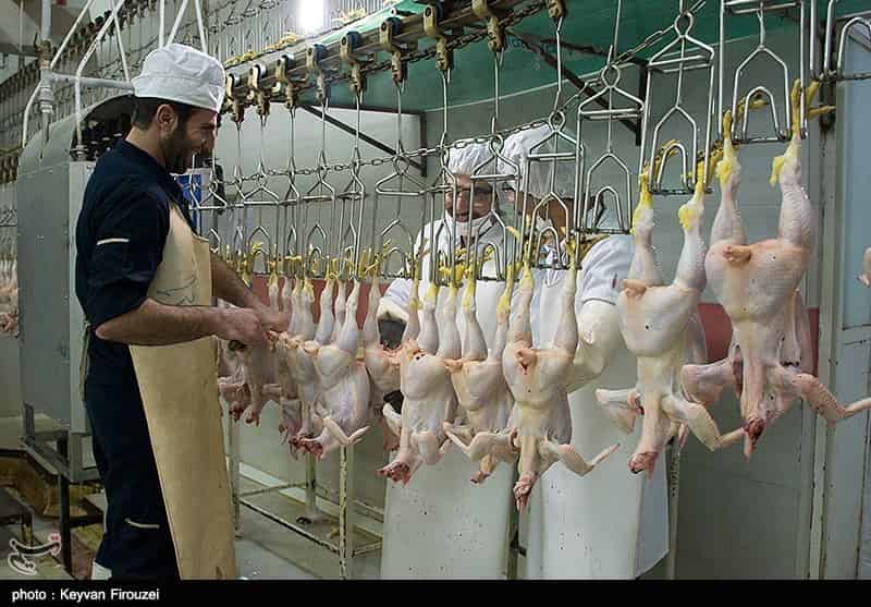 تصویر 4 از مرغ سیارا با وزن دقیق مطابق استاندارد بهداشتی