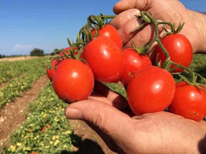 گوجه‌ فرنگی تازه و آبدار با طعم طبیعی مناسب مصرف روزانه