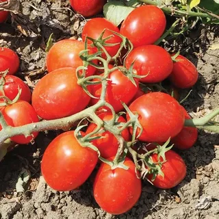 تصویر 4 از گوجه‌ فرنگی درجه یک برداشت روز با رنگ قرمز یکدست