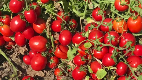 تصویر 1 از گوجه‌ فرنگی صادراتی با سایز بندی یکنواخت و کیفیت بالا