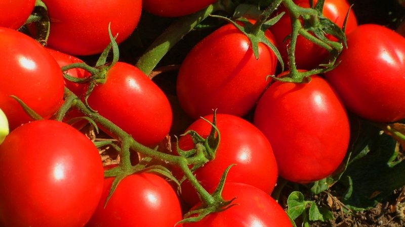 تصویر 3 از گوجه‌ فرنگی ارگانیک بدون سموم شیمیایی و افزودنی