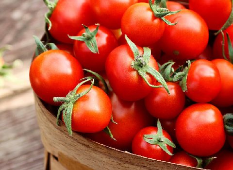 گوجه‌ فرنگی شیراز با ماندگاری بالا و حمل‌ و نقل آسان