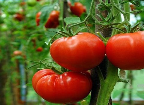 تصویر 1 از گوجه‌ فرنگی خوشه ای درشت برداشت روز با رنگ قرمز طبیعی