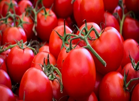 گوجه‌ فرنگی محلی مازندران درجه یک مزرعه‌ ای با سایز بندی یکنواخت
