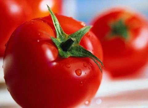 تصویر 4 از گوجه‌ فرنگی محلی مازندران درجه یک مزرعه‌ ای با سایز بندی یکنواخت