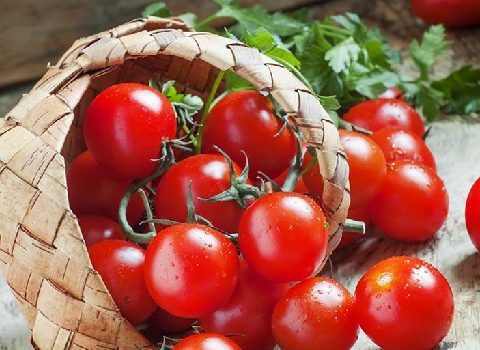 گوجه‌ فرنگی صادراتی گلخانه ای خوش‌ رنگ و آبدار