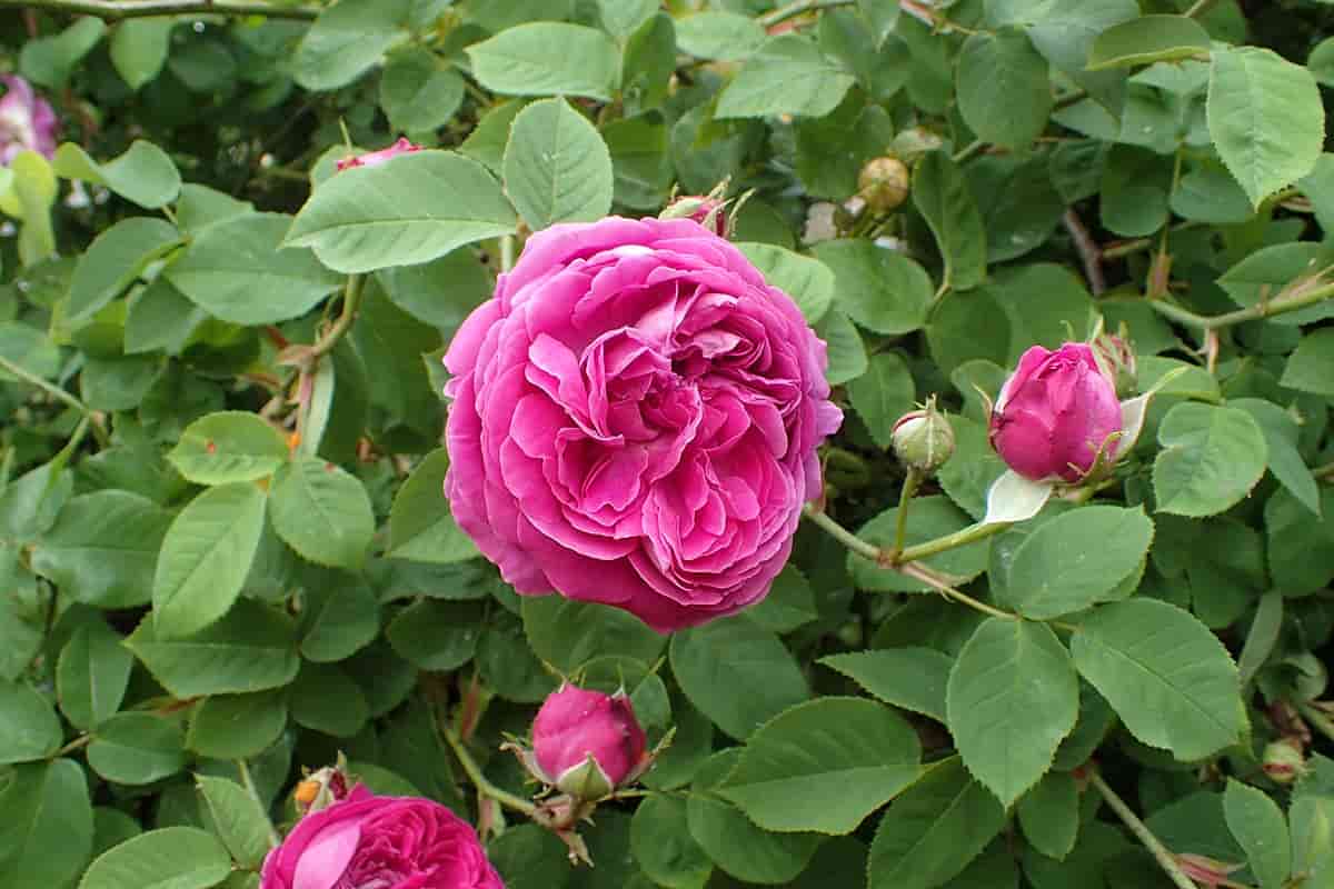 تصویر 4 از گل محمدی شیرازی با عطر دلنشین برداشت بهاری و کاربرد سنتی گسترده