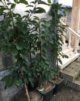تصویر 2 از فروش عمده نهال آووکادو بهترین ارقام تجاری برای کشت اقتصادی و صادرات