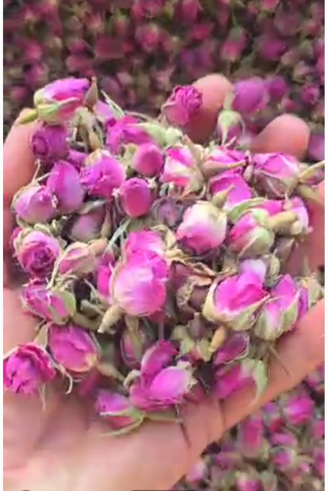 غنچه خشک