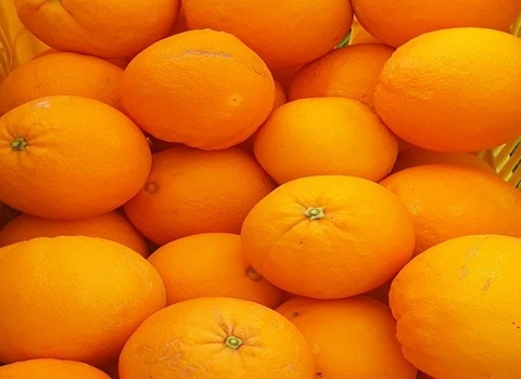 تصویر 2 از پرتقال تامسون تازه و آبدار با طعم شیرین
