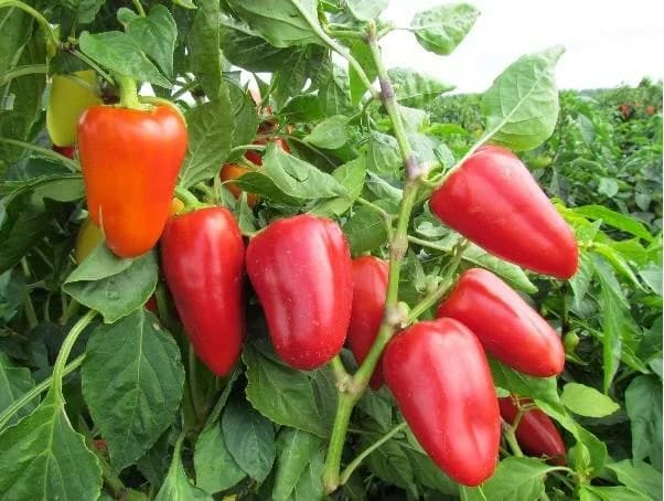 تصویر 1 از فلفل دلمه ای قرمز گلخانه‌ای با طعم شیرین و تازه