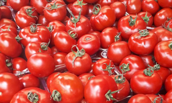 گوجه فرنگی تازه و درجه یک با کیفیت صادراتی