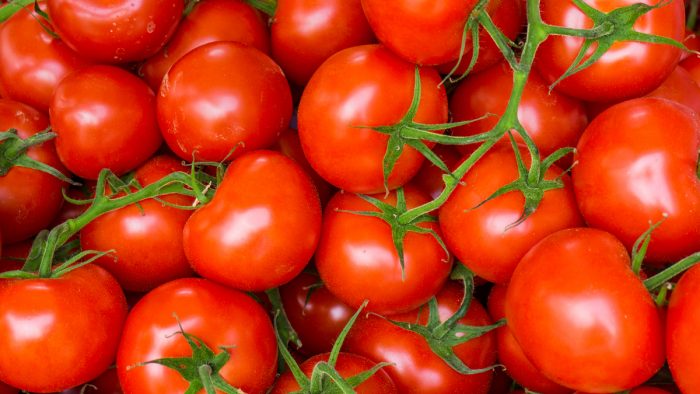 تصویر 4 از گوجه فرنگی ممتاز گلخانه‌ ای با کیفیت بالا و درجه یک
