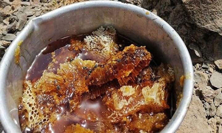 عسل وحشی