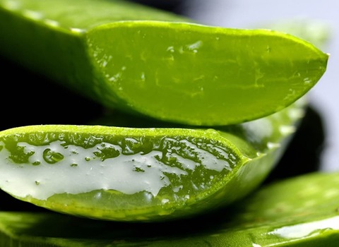 خرید برگ آلوئه ورا