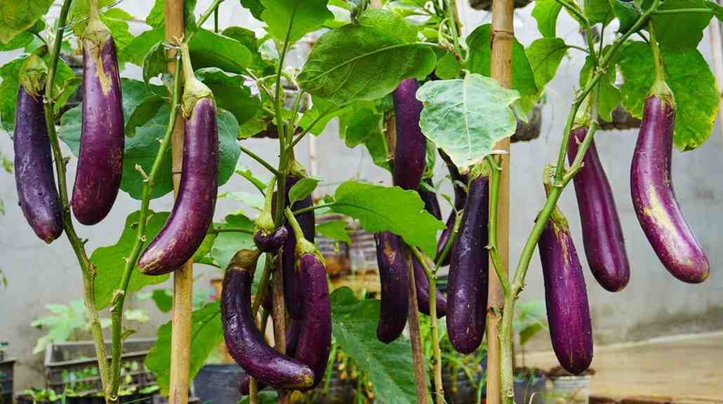 تصویر 4 از بادمجان بنفش براق ویژه طبخ غذاهای سنتی ایرانی
