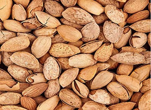 تصویر 4 از بادام درختی همدان گونه بومی ممتاز