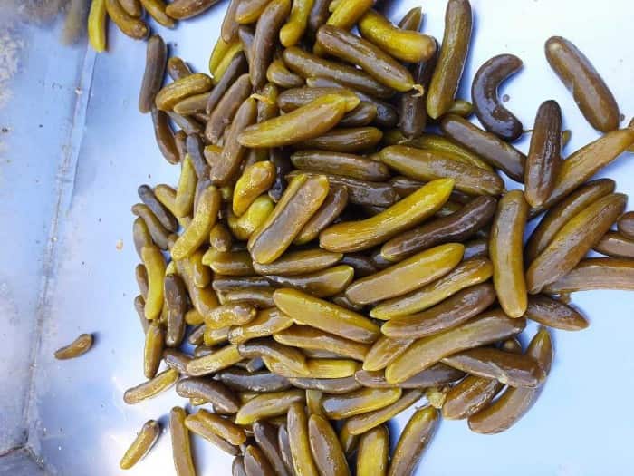 قیمت ترشی خیارشور