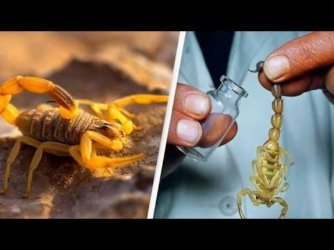 زهر عقرب آنالیز شده دقیق و خالص برای ساخت انواع داروها