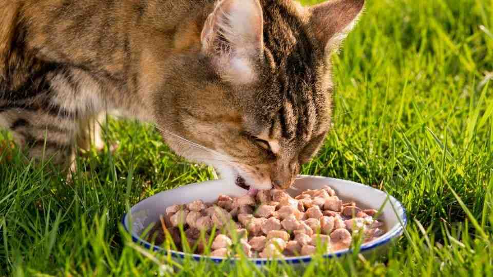 غذا گربه با پروتئین بالا برای عضلات قوی