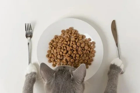 فروش غذا