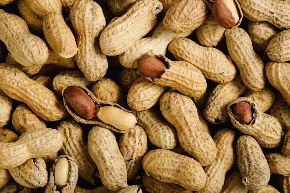 تصویر 3 از بادام زمینی معروف گیلان با کیفیت ممتاز و طعم بی‌ نظیر
