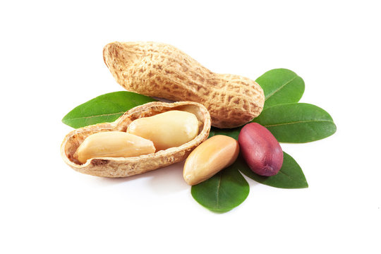 تصویر 4 از بادام زمینی معروف گیلان با کیفیت ممتاز و طعم بی‌ نظیر