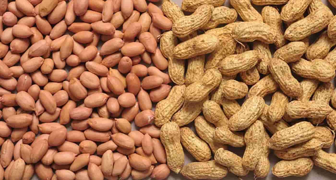 انواع بادام زمینی تواضع با طعم متعادل و دلپذیر