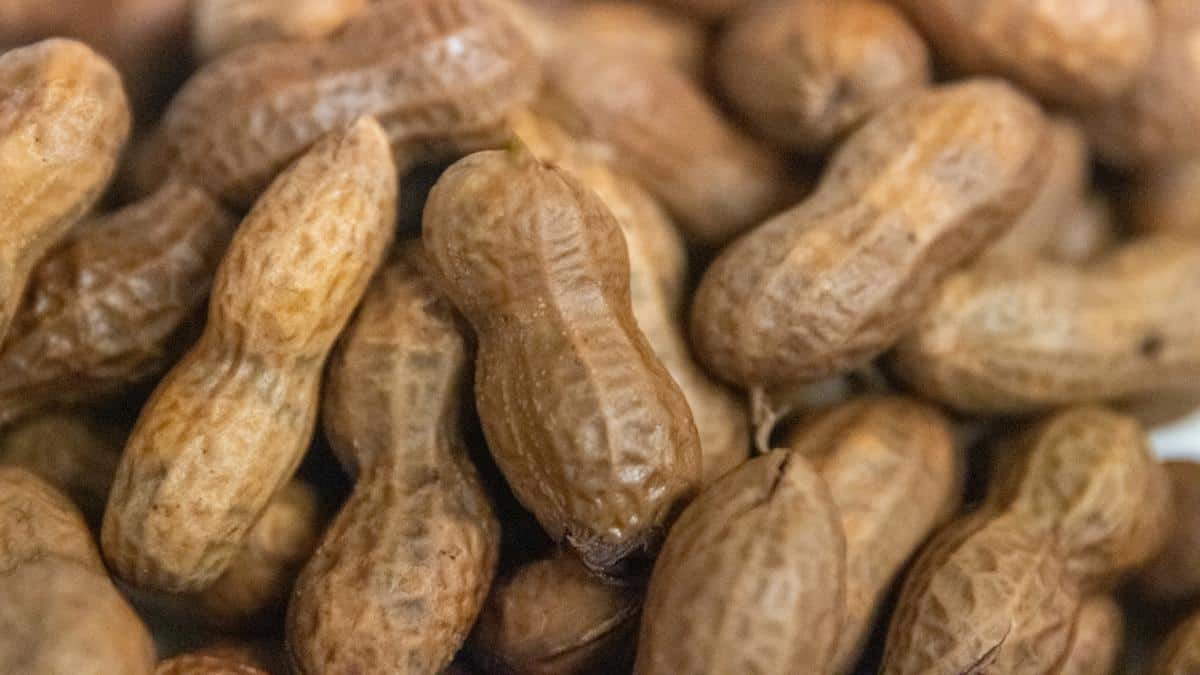 تصویر 4 از بادام زمینی خام لذیذ و بدون نمک