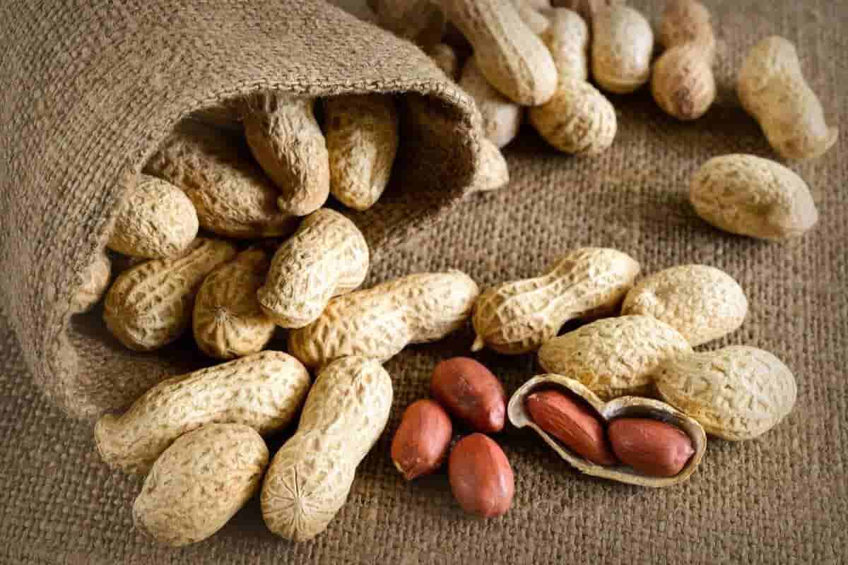 بادام زمینی تنوری با عطر عالی مناسب میان وعده سالم