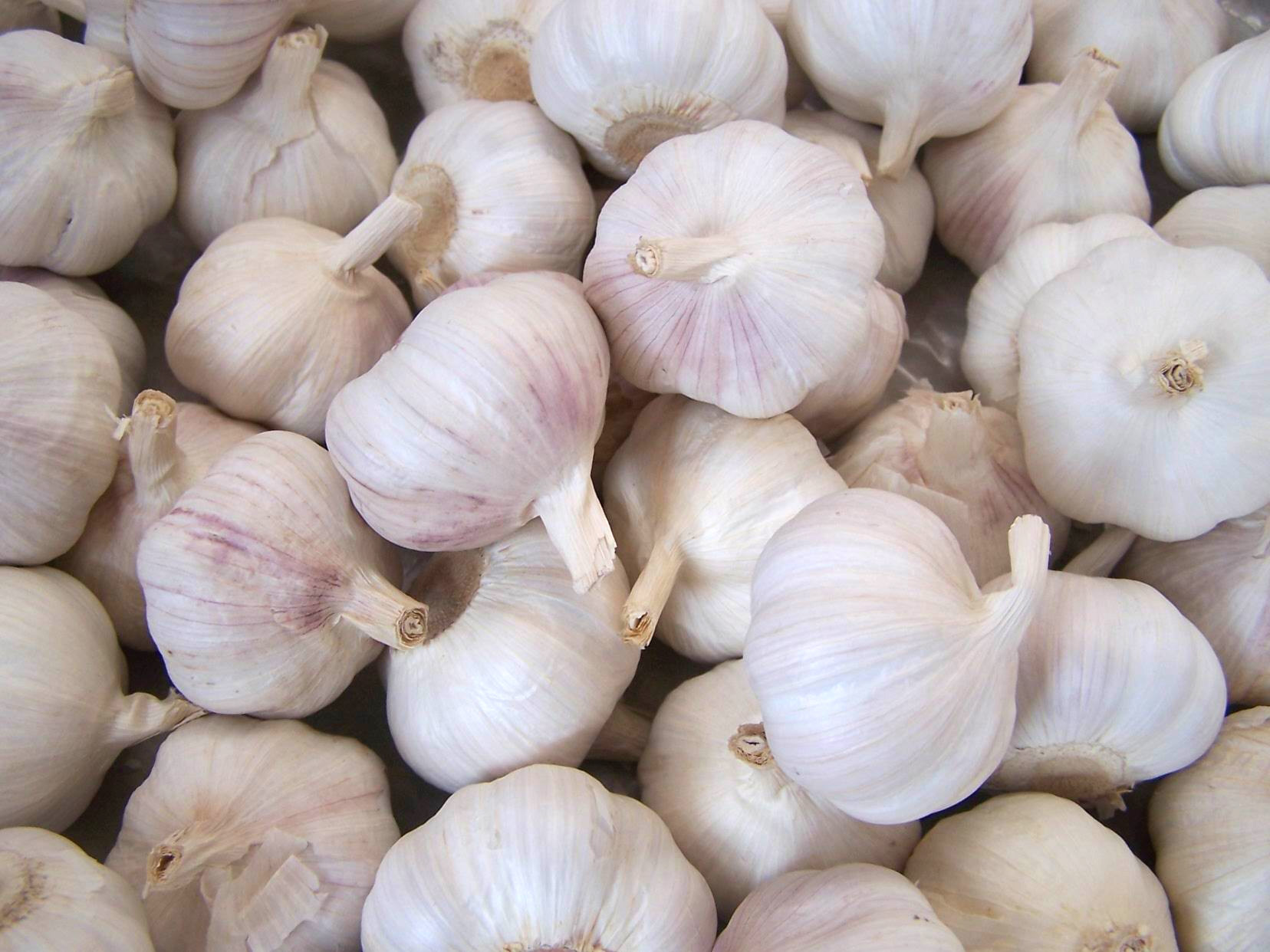 تصویر 4 از سیر سفید ارگانیک بدون کود شیمیایی و مناسب رژیم سالم