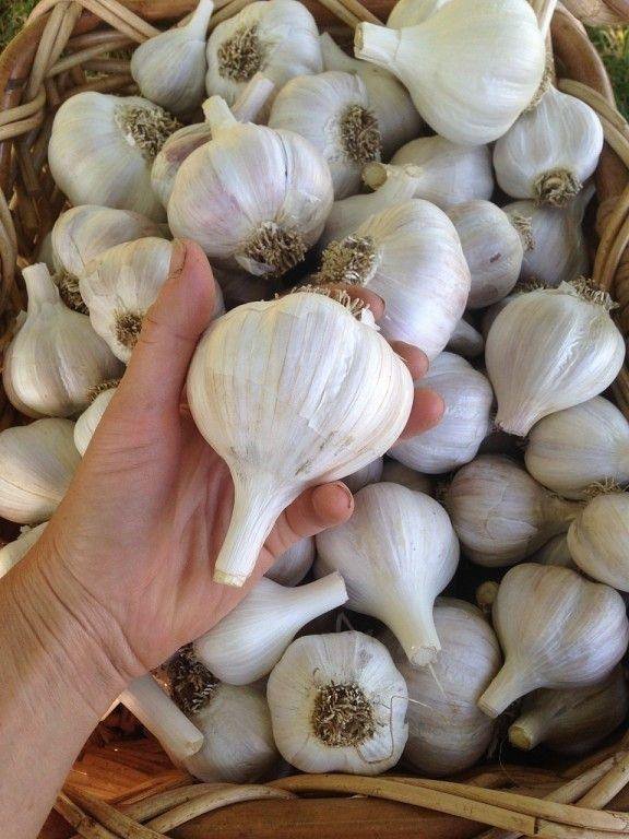 تصویر 6 از سیر سفید ارگانیک بدون کود شیمیایی و مناسب رژیم سالم