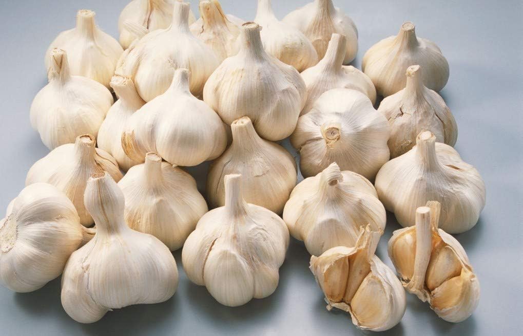 تصویر 7 از سیر سفید ارگانیک بدون کود شیمیایی و مناسب رژیم سالم