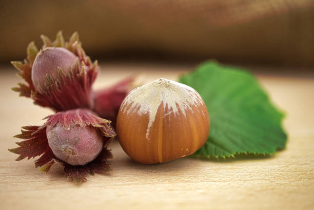 تصویر 1 از فندق تازه شمالی با عطر طبیعی دلپذیر