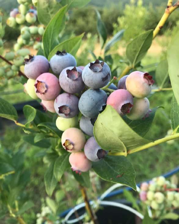 تصویر 5 از خرید اینترنتی بلوبری تازه + انواع جول لگسی چندلر بریجیتا