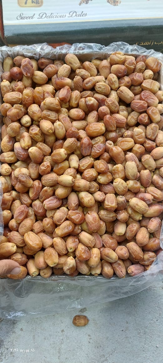 خرید خرما قصب