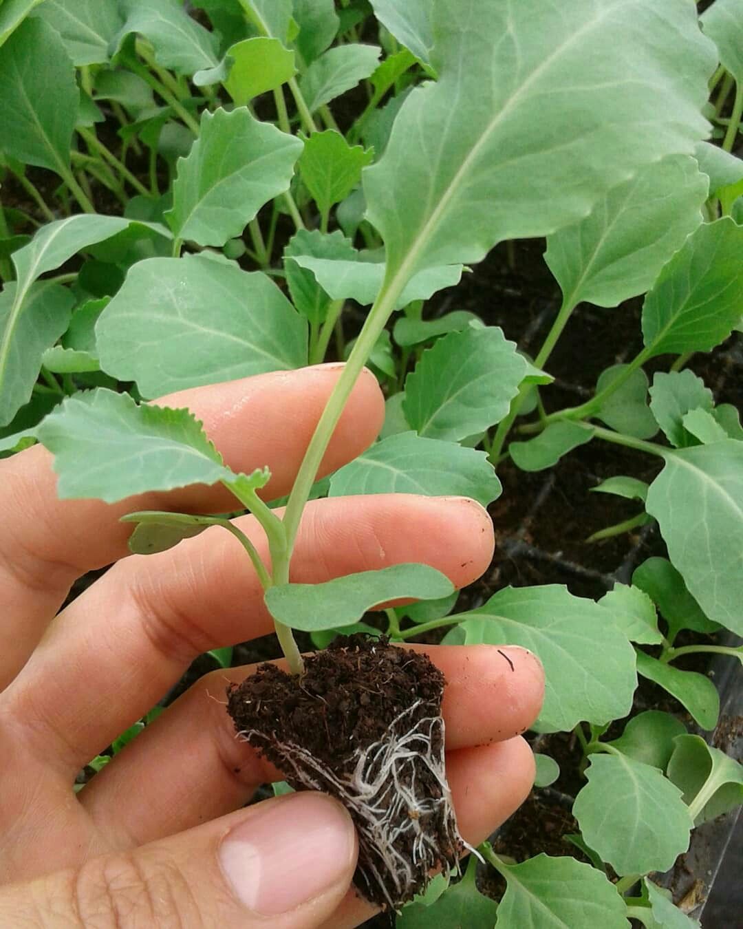 تصویر 3 از نشا گوجه فرنگی گلخانه‌ ای با باردهی بالا
