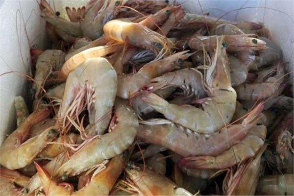 تصویر 3 از میگو تازه جنوب با طعم طبیعی و کیفیت مطلوب گزینه ای مناسب برای تهیه غذاهای سالم و مقوی