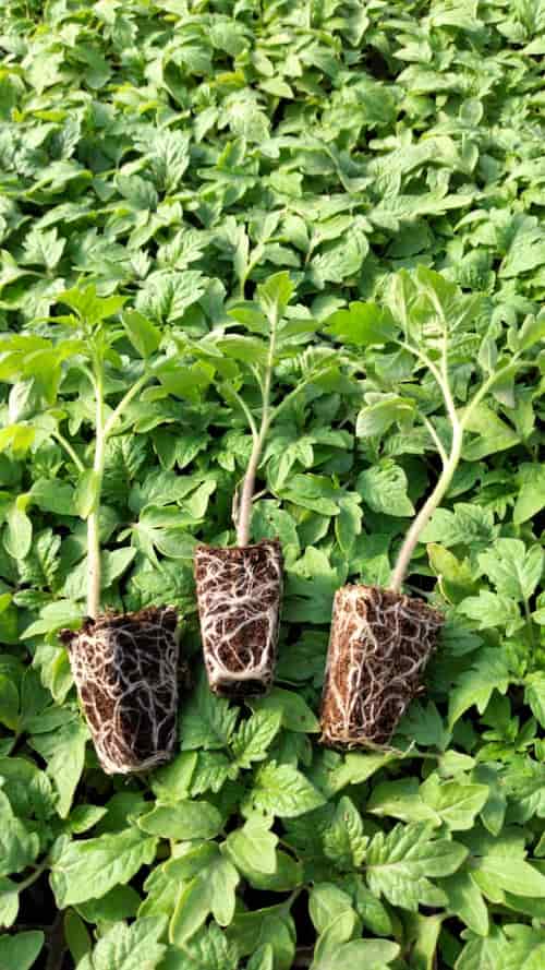 نشا گوجه فرنگی
